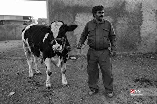 بازار دام بجنورد در آستانه عید قربان