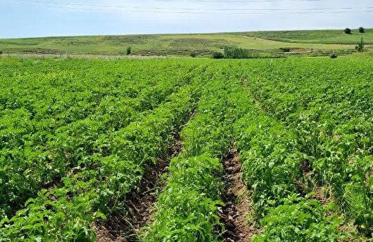 هشدار دوباره درباره شیوع سفیدک دروغین در مزارع سیب‌زمینی اردبیل