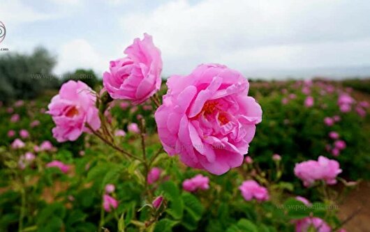 جشنواره گل‌محمدی لاله‌زار کرمان برگزار می‌شود