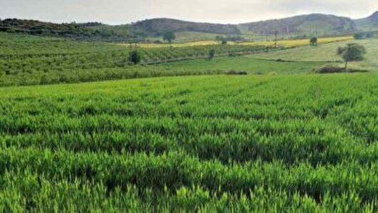 آغاز طرح جهش تولید در ۴۱۰ هزار هکتار دیم‌زار آذربایجان غربی