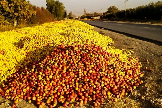 ۲۵ درصد محصولات باغی خراسان شمالی به ضایعات تبدیل می‌شود