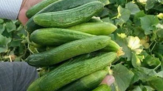 آغاز برداشت خیار بهاره از ۳۰ هکتار زمین کشاورزی در باشت