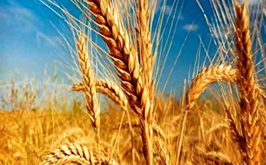 تحویل بیش از ۷ هزار تن گندم سرخس به سیلو‌های خراسان رضوی