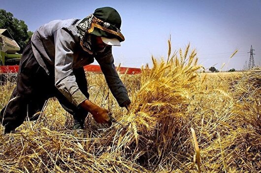 برداشت گندم در ری آغاز شد؛ پیش‌بینی تولید ۷ هزار تن