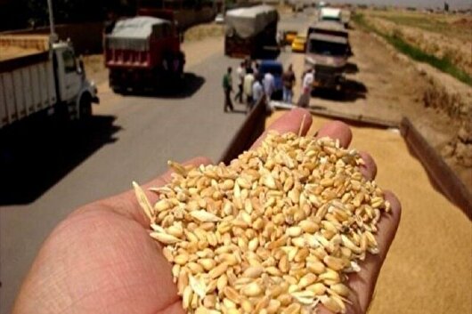 خروج گندم بدون مجوز از استان اردبیل ممنوع است