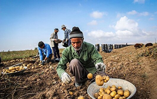 افزایش معنادار میانگین سنی کشاورزان کشور/ زنگ خطر تامین مواد غذایی
