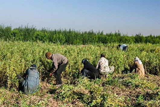 اشتغال‌زایی برای هزار و ۱۰ نفر در مازندران با سرمایه‌گذاری در بخش کشاورزی