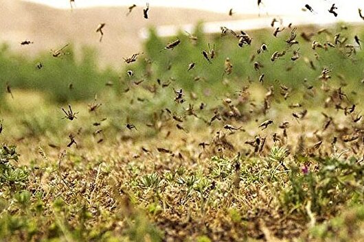 مبارزه با طغیان ملخ کوهاندار در ۵۳۰ هکتار آران و بیدگل
