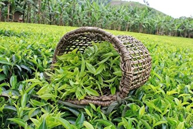 آغاز برداشت چین دوم برگ سبز چای