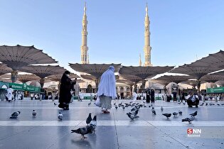 حال‌وهوای مسجد النبی (ص) در ایام حج ۱۴۰۴
