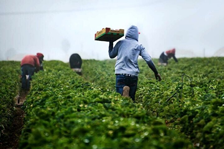 تغییر الگوی کشت از مسیر اصلاح بازار و مصرف میگذرد