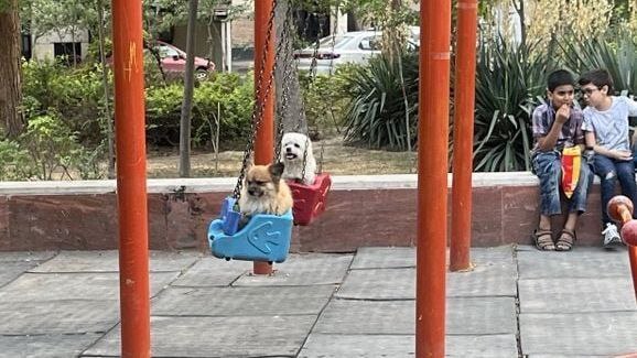 فریاد زخم&zwnj;های هاری و سکوت قانون/وقتی خیابان&zwnj;ها برای بازی کودکان امن نیستند