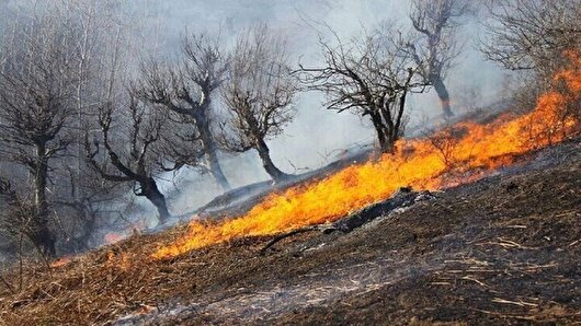 آتش‌سوزی گسترده در جنگل‌های کوه‌چنار فارس؛ تلاش برای مهار ادامه دارد