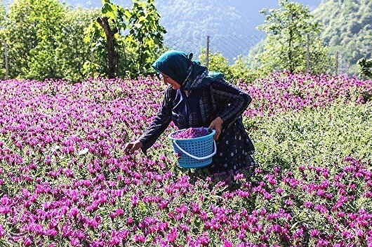 درآمد ۵ میلیارد تومانی از کشت گیاهان دارویی در گیلان