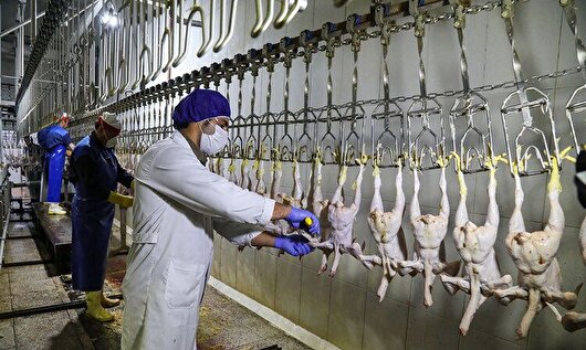 ۲۵۰ تن گوشت مرغ در بازار کردستان روزانه توزیع می‌شود