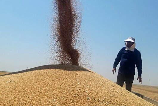 ۹۰ هزار تن گندم در اردبیل خریداری شد