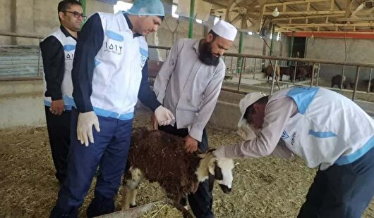 نظارت ۶۱ تیم دامپزشکی بر ذبح دام در تاسوعا و عاشورا سیستان و بلوچستان