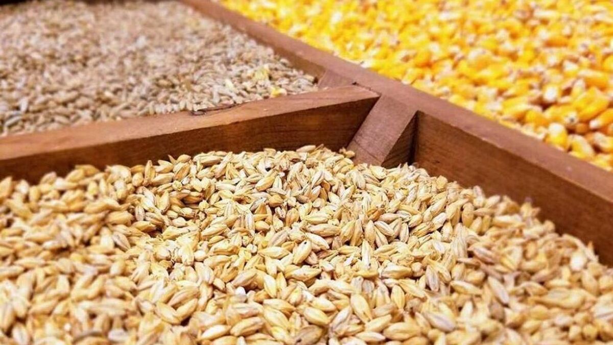 قیمت جو تولید داخل به ۲۰ هزارتومان رسید