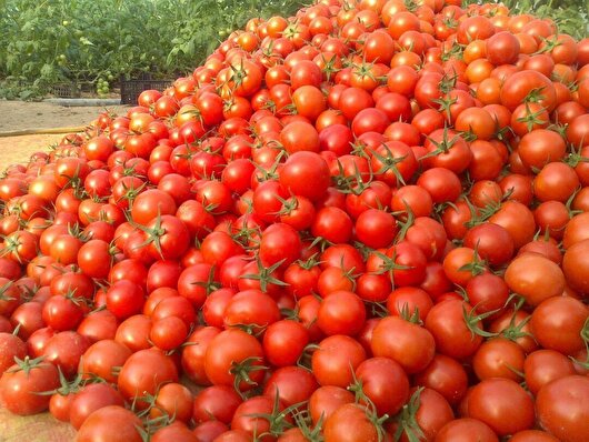 خرید توافقی گوجه فرنگی گلستان با نرخ ۶۱۰۰ تومان  