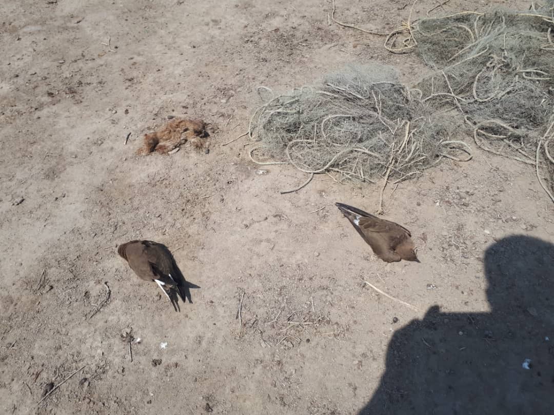 مرگ صورتی با تصفیه&zwnj;خانه نمایشی! / فاضلاب نفس&zwnj;های خلیج&zwnj;گرگان را می&zwnj;گیرد