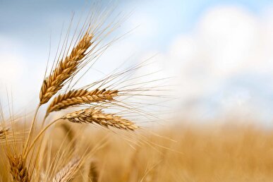 خرید تضمینی گندم از مرز ۵ میلیون تن گذشت