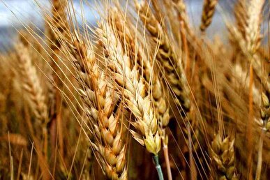 خرید تضمینی گندم از مرز ۳ میلیون و ۸۰۰ هزار تُن گذشت