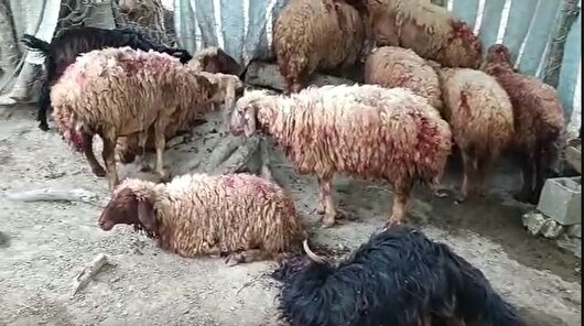 حمله ۳ قلاده گرگ به گله گوسفند در آران و بیدگل؛ ۱۵ راس گوسفند قربانی شدند
