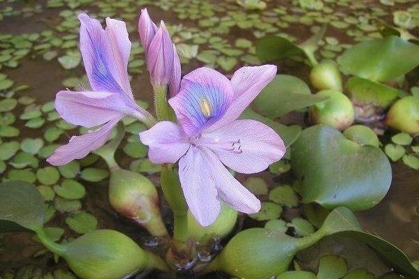پاکسازی ۱۹ کیلومتری انهار لنگرود از سنبل آبی