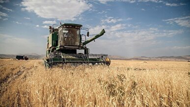 کاهش ۲۱ درصدی خرید تضمینی گندم نسبت به سال قبل