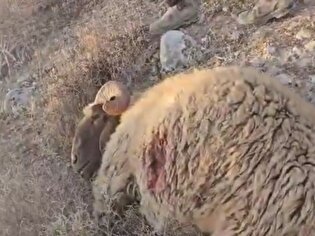کشتار ۱۱۷ راس گوسفند، توسط رژیم صهیونیستی