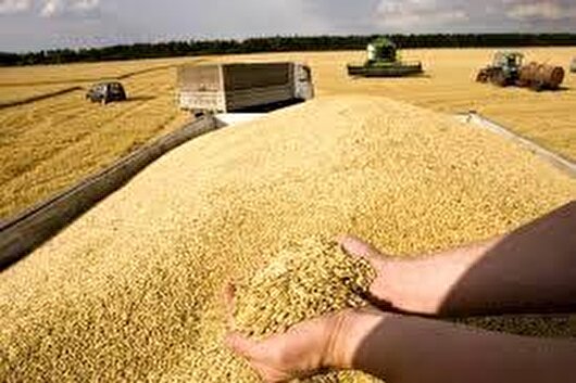 ۵۸ مرکز خرید روستایی گندم در بیجار فعال است