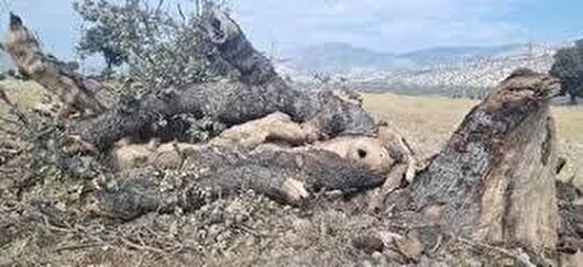 دستگیری متخلف قطع ۲۰ اصله درخت چنار در تنگ سریز بویراحمد