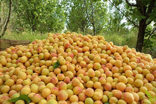۴ هزار تن زردآلو روانه بازار چهارمحال و بختیاری می‌شود