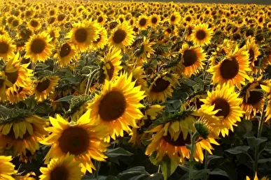 گلستانی‌ها ۲۲ هزار هکتار آفتابگردان کشت می‌کنند