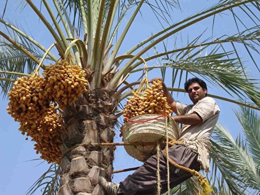برداشت ۲۰۰ هزار تن محصول از نخیلات بوشهر پیش‌بینی شد