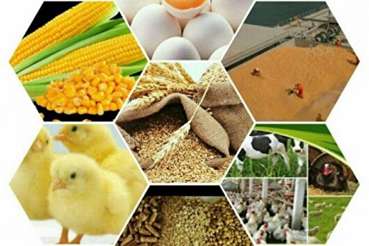 امسال ۱۲ پروژه تکنولوژی فراوری محصولات دامی اجرا می‌شود