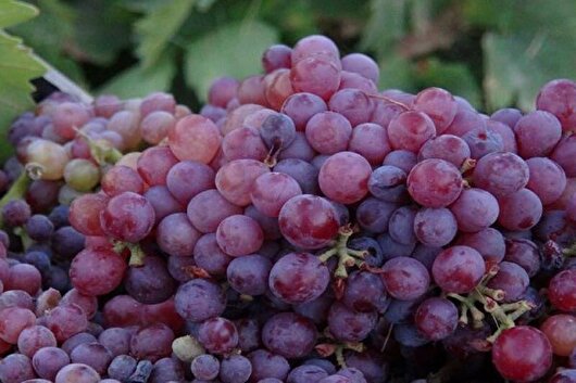 آغاز برداشت انگور نوبرانه در شهرستان‌کارون