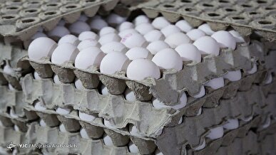 تولید تخم مرغ تیرماه به ۱۱۵ هزارتن می‌رسد
