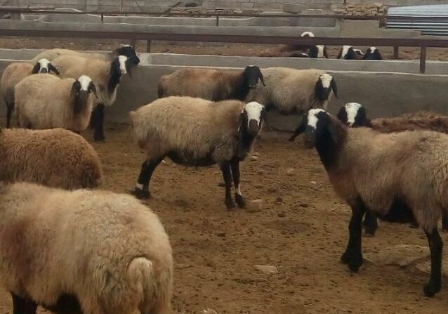 ۹۵ درصد دام سبک شهرستان البرز علیه بیماری آبله واکسینه شدند