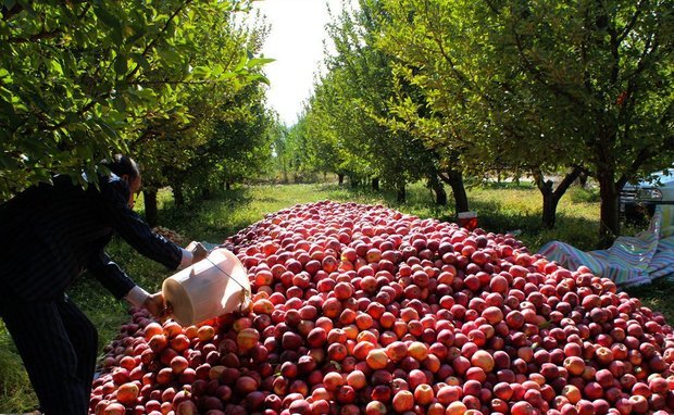 کاهش ۳۰ درصدی تولیدات باغات به دلیل بارندگی کم و سرمازدگی
