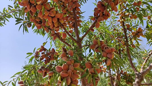 اجرای طرح پایلوت ارقام امیدبخش بادام در چهارمحال و بختیاری