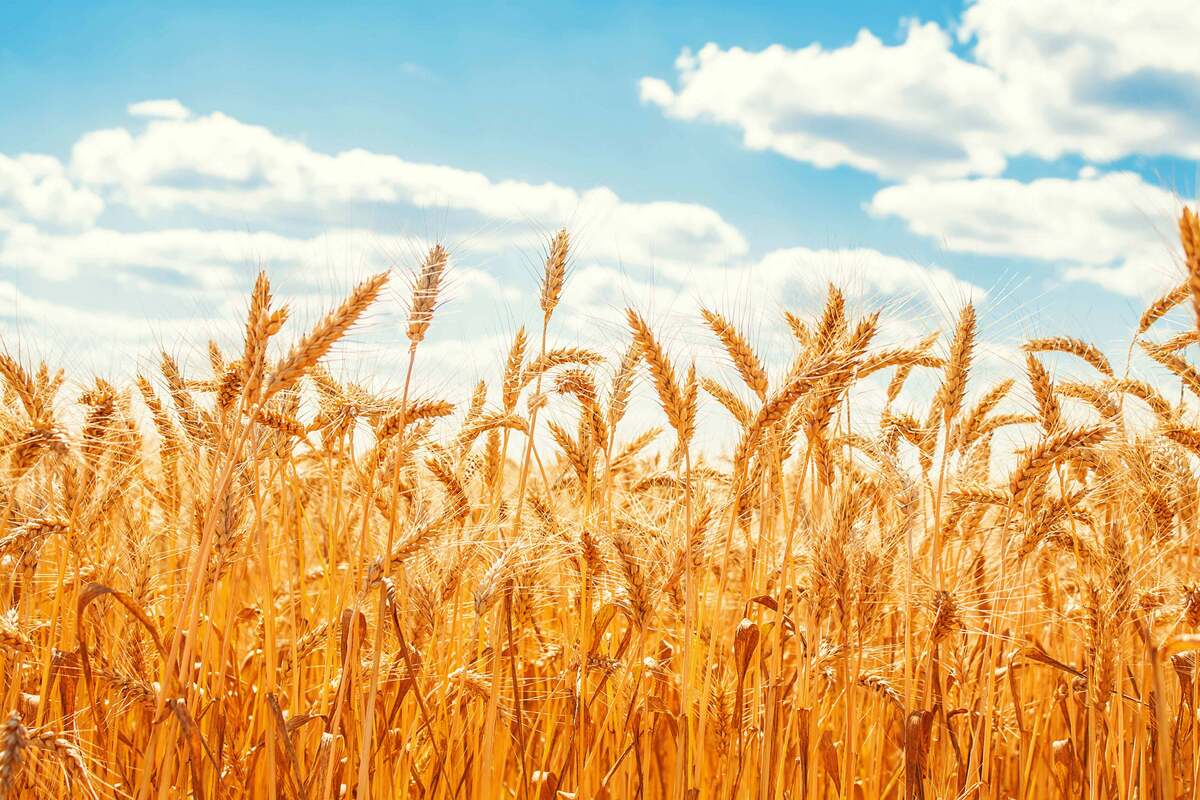 خرید تضمینی گندم از ۷ میلیون تن گذشت