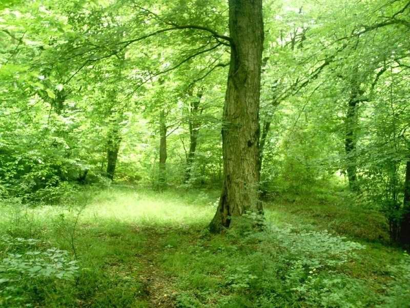 ۲۰۰ هزار اصله نهال رایگان برای زراعت چوب در گنبد توزیع شد