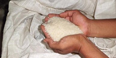 جریمه و پلمپ مغازه فروشنده برنج تقلبی در همدان