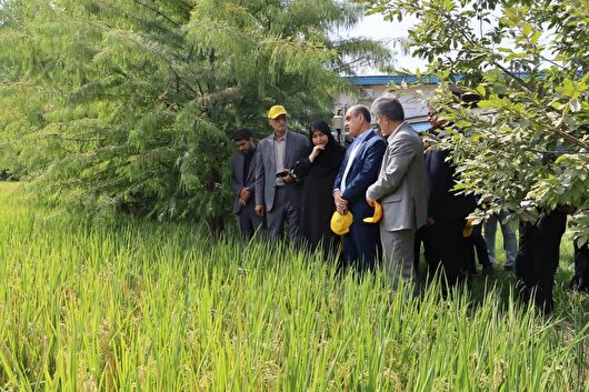 رونمایی از ۳ گونه جدید پرمحصول برنج ایرانی/ کاهش ۲۵ درصدی مصرف آب گونه‌های جدید برنج