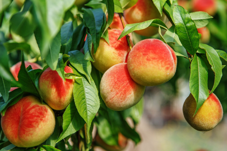 آغاز برداشت هلو از باغات آذربایجان غربی