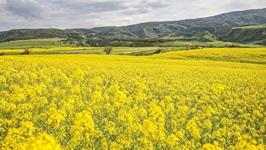 خرید تضمینی کلزا از ۲۵۰ هزارتن فراتر نمی‌رود