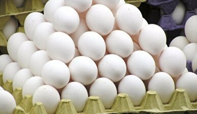 صادرات تخم مرغ به بیش از ۴۰ هزارتن رسید