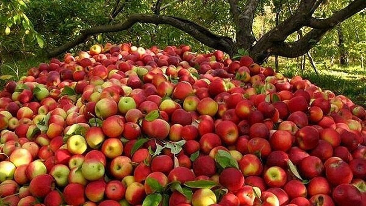 کاهش ۴۰ درصدی تولید محصولات باغی یکی از علل نوسان قیمت