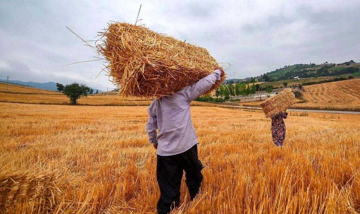 خرید تضمینی ۱۶۳ هزار تن گندم از گندمکاران استان مرکزی
